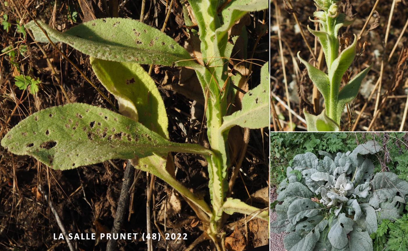 Mullein, Aaron's Rod leaf